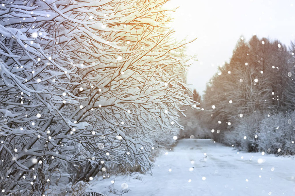route d'hiver dans la forêt - Photo, image