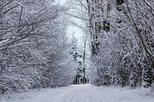 Зимний лес покрытый снегом
 - Фото, изображение
