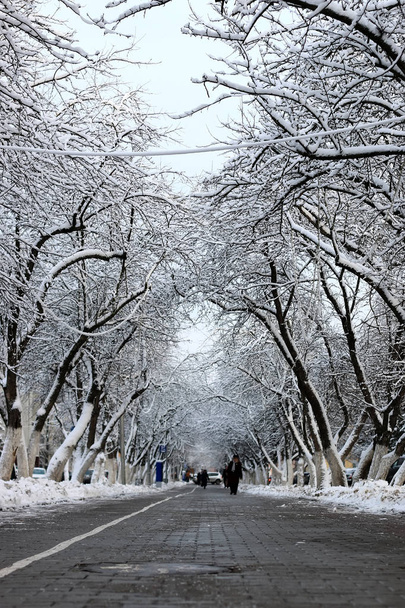 camino peatonal árbol invierno
 - Foto, Imagen