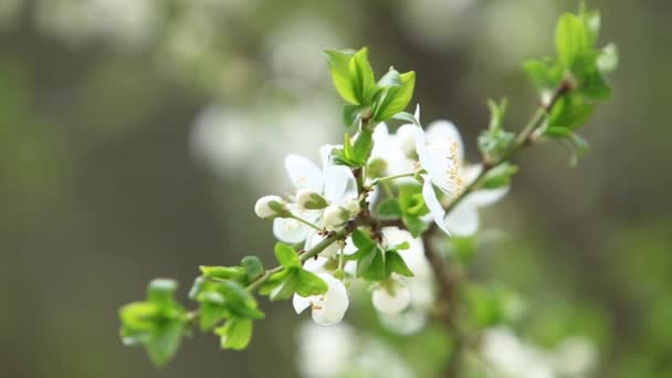 Flowering apple tree. Blooming Tree. Spring.  - Footage, Video