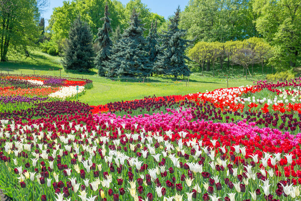 Field of tulips in the park - Фото, зображення