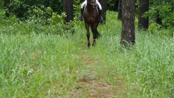 Krásný kůň zůstat na trávě v lese a vrtí ocasem v pomalém pohybu - Záběry, video