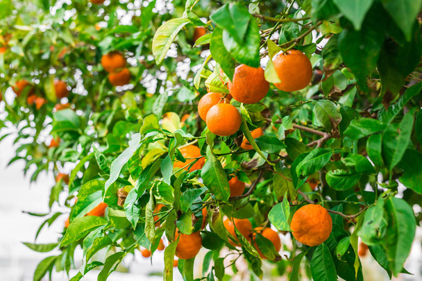 апельсинове дерево зі стиглими фруктами
 - Фото, зображення