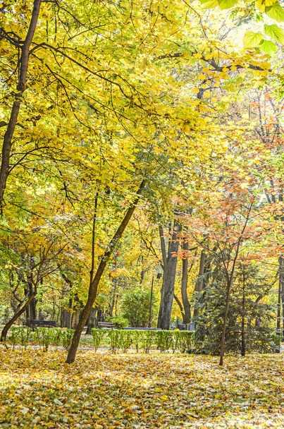 Renkli sarı turuncu ağaçlarda sonbahar, yaprakları, mavi gökyüzü - Fotoğraf, Görsel