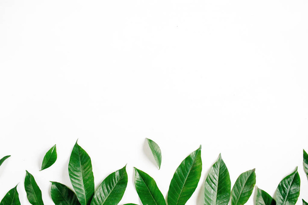 Green leaves on white background - Foto, Imagem