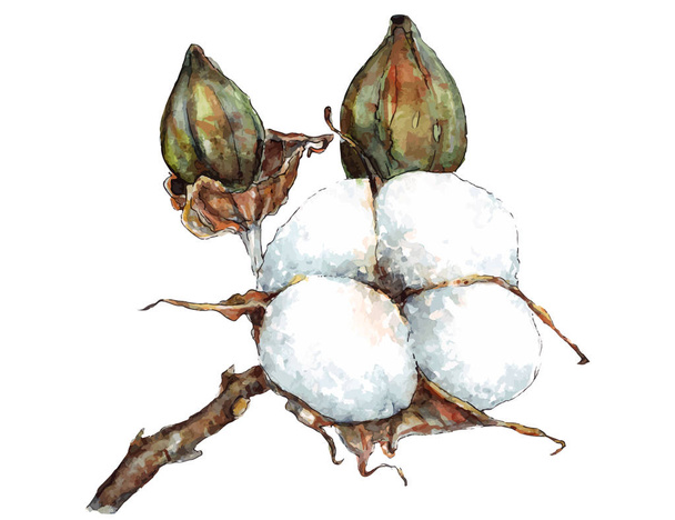 Ilustração vetorial de ramo de flor de algodão
 - Vetor, Imagem
