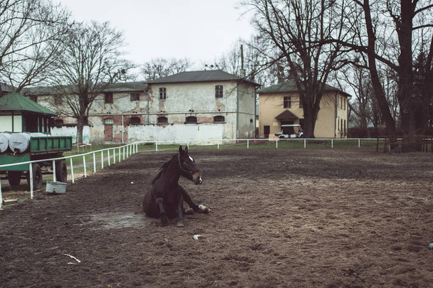  Хворий кінь намагається піднятися з землі
  - Фото, зображення