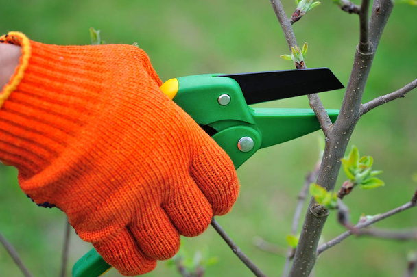 Manos con guantes de jardinero haciendo trabajos de mantenimiento, podando el árbol
 - Foto, imagen