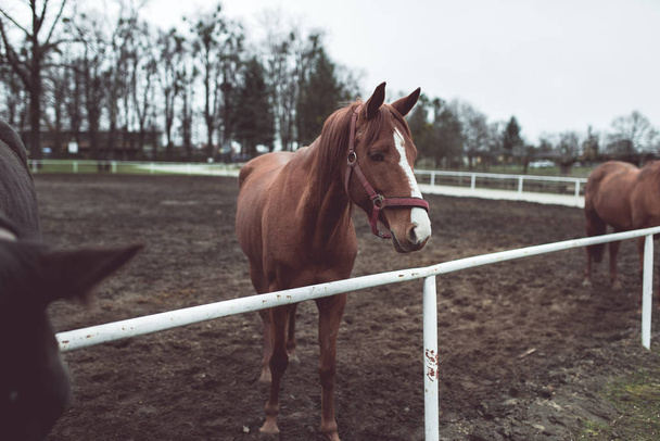 Красивий великий коричневий кінь
  - Фото, зображення