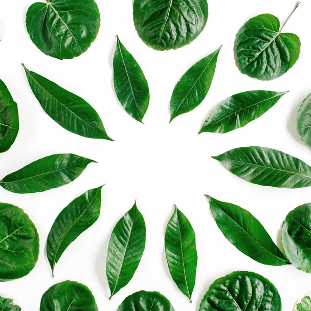 Green leaves on white background - Photo, Image