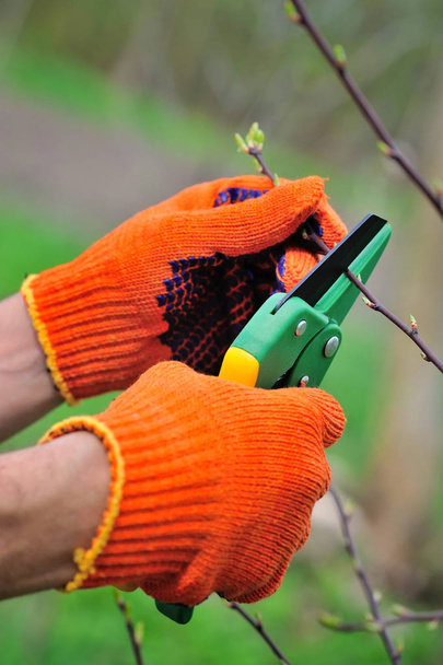 Manos con guantes de jardinero haciendo trabajos de mantenimiento, podando el árbol
 - Foto, imagen
