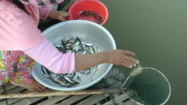 Vrouw sorteren van vis vangsten volgens soorten en grootte, die moet worden vrijgegeven in een hand net gooien (Close-up ) - Video