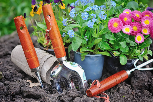 Outils de jardinage et fleurs printanières dans le jardin
 - Photo, image
