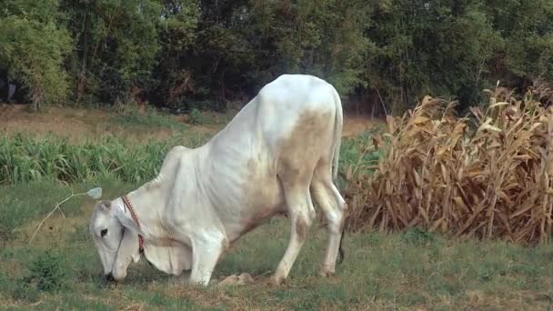 Vista lateral de uma vaca branca ajoelhada para pastorear em um campo
 - Filmagem, Vídeo