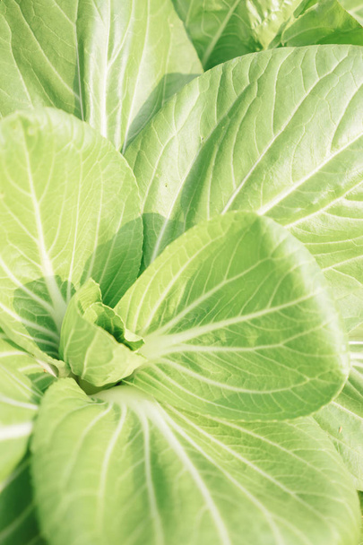 close up of chinese cabbage - Photo, Image
