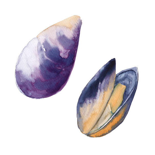 Two mussels in the shell. Isolated on white background. Watercolor illustration. - Φωτογραφία, εικόνα