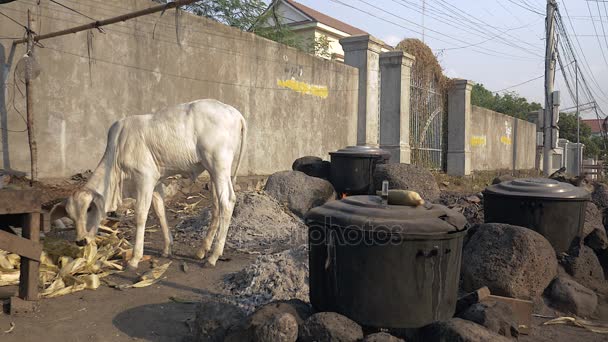 young cow is eating corn husks in the street next to corn cobs boiling into a large pot over an open fire - Footage, Video