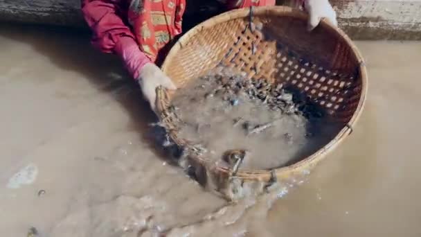 Close-up de uma mulher molhando e classificando amêijoas mantidas em uma cesta de bambu
 - Filmagem, Vídeo
