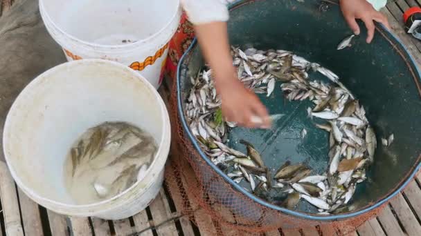Vrouw sorteren van vis vangsten volgens soorten en grootte, die moet worden vrijgegeven in een emmer te gooien (Close-up ) - Video