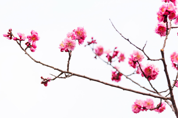 分離されたピンク桜の花 - 写真・画像