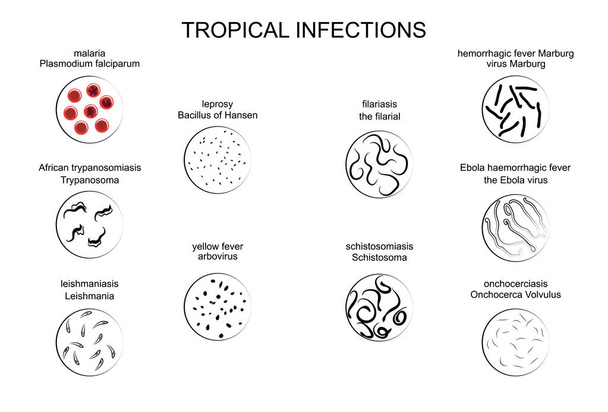 i patogeni delle infezioni tropicali
 - Vettoriali, immagini