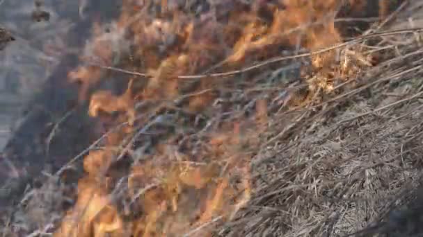 Požár suché trávy je v stepi - Záběry, video