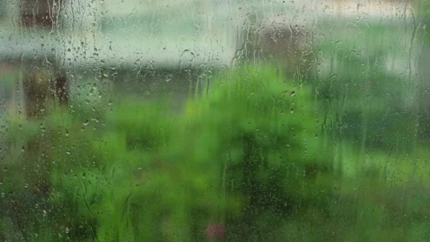 Albero tropicale sotto una forte pioggia
 - Filmati, video