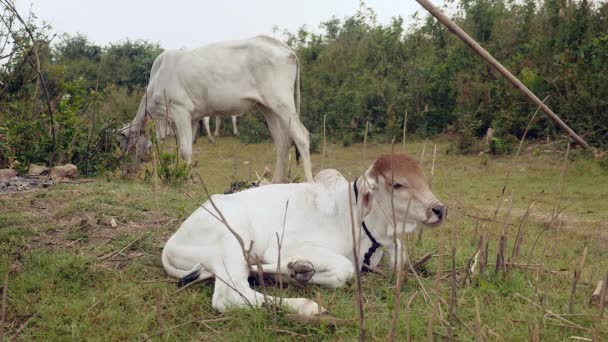 Bílé tele na poli divoké trávy s krávami pasoucími se v pozadí - Záběry, video