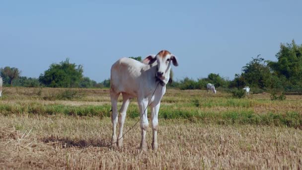 Giovane mucca in piedi in un campo di fieno. Vacche bianche al pascolo sullo sfondo
 - Filmati, video