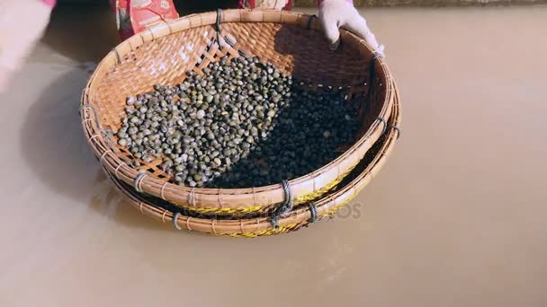 Close-up de uma mulher classificando e molhando amêijoas mantidas em uma cesta de bambu
 - Filmagem, Vídeo