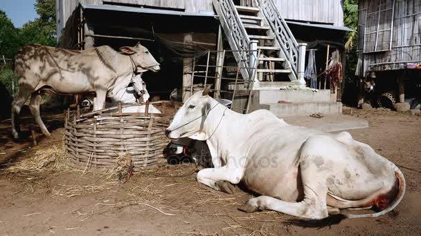 Valkoiset lehmät, jotka seisovat tai makaavat - köydellä sidottuina - ja märehtivät maatilalla
 - Materiaali, video
