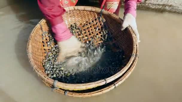 Close-up de uma mulher molhando amêijoas mantidas em uma cesta de bambu
 - Filmagem, Vídeo