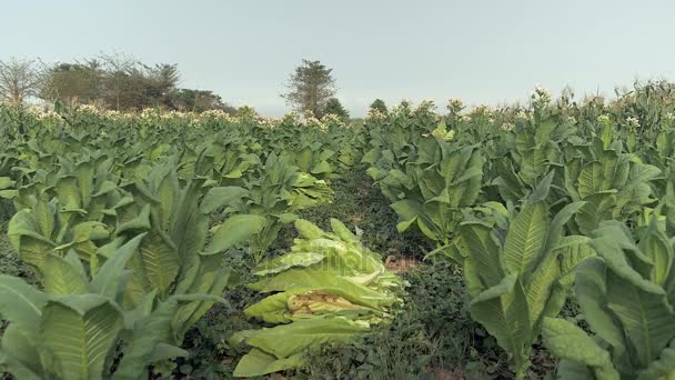 Vrouw boer stapelen geoogste tabak laat omhoog op de grond in tabak veld  - Video