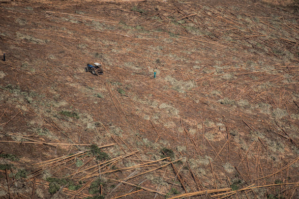 Üstten Görünüm kesilmiş orman  - Fotoğraf, Görsel