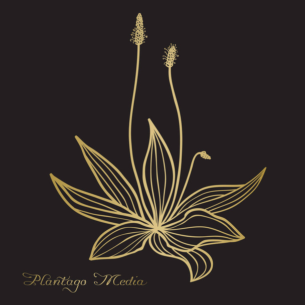Hand drawn Plantago media (hoary plantain) - Vector, Image