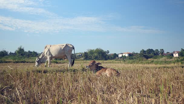 Vaca branca pastando em um campo ao lado de um bezerro marrom deitado no chão
 - Filmagem, Vídeo
