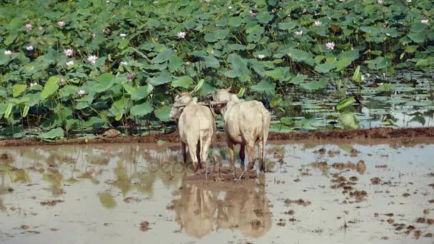 close up of a plough cattle for rice paddy field before lotus field - Footage, Video