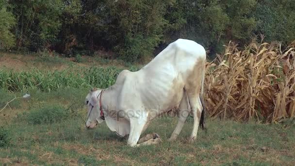Vista lateral de uma vaca branca ajoelhada para pastorear em um campo
 - Filmagem, Vídeo