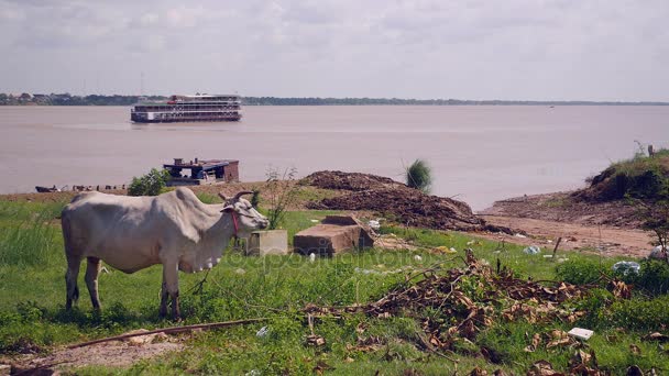 Vaca branca pastando ao lado da margem do rio; Navio de cruzeiro navegando no rio Mekong no fundo
 - Filmagem, Vídeo