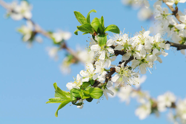 Kukkiva omenapuu keväällä - Valokuva, kuva