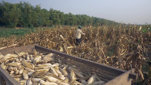 Agricultor colheita de milho em um campo com um carrinho de madeira cheio de plantas de milho em primeiro plano
 - Filmagem, Vídeo