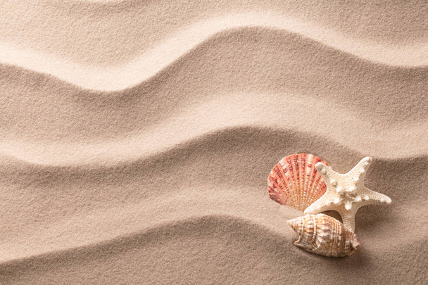 starfish and seashell lying on beach sand - Foto, Imagen