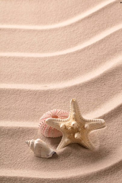 ヒトデと貝殻の上に横たわるビーチの砂 - 写真・画像