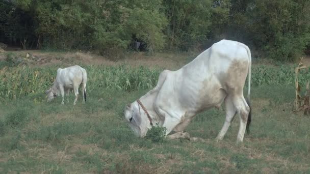 Vaca branca ajoelhada para pastar em um campo, outra comendo no fundo
 - Filmagem, Vídeo