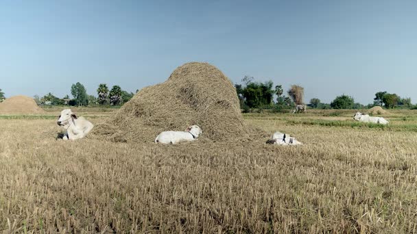 Vaca branca com bezerros deitados em um campo por uma pilha de feno
 - Filmagem, Vídeo