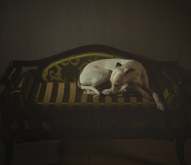 Beyaz tazı köpeği çizgili gri backgro kanepede oturuyor - Fotoğraf, Görsel