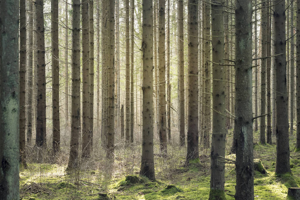Auringonvalo puiden halki ja valonsäteet
 - Valokuva, kuva