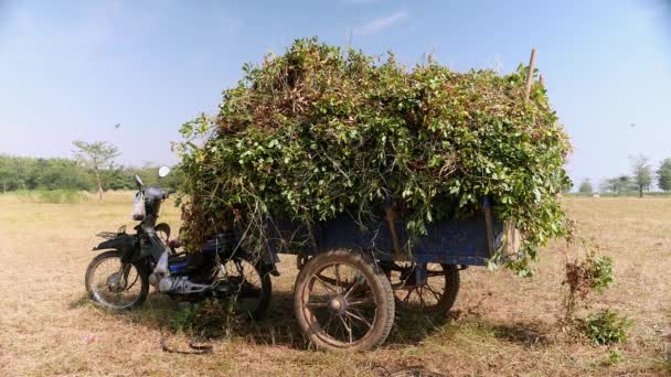мотоцикл трейлер перевантажений арахісовими рослинами в полі
  - Кадри, відео