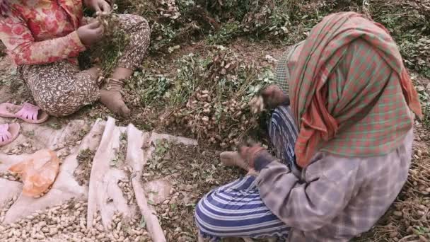  agricultores sentados num campo e a arrancar amendoins das plantas colhidas
 - Filmagem, Vídeo