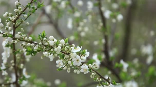 開花リンゴの木。咲く木。春。ミツバチ花粉を収集します。 - 映像、動画